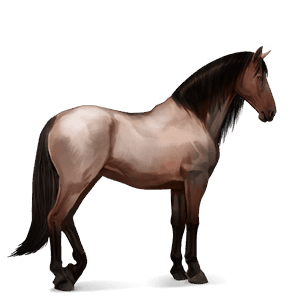 riding horse appaloosa chestnut leopard 