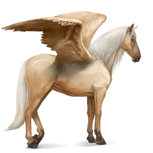 riding pegasus appaloosa chestnut leopard 