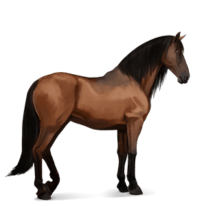 riding horse purebred spanish horse bay