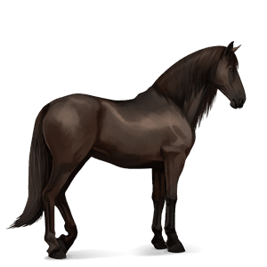riding horse argentinean criollo liver chestnut