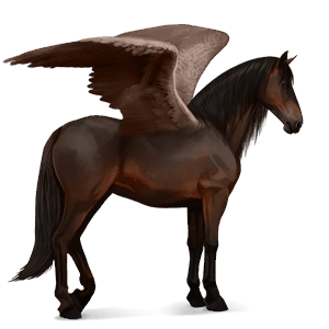 riding pegasus arabian horse dark bay