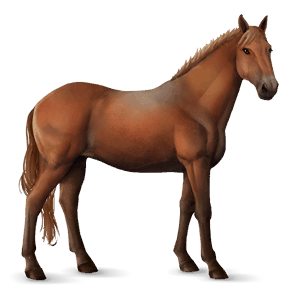 riding horse irish hunter chestnut