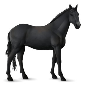 riding horse thoroughbred chestnut