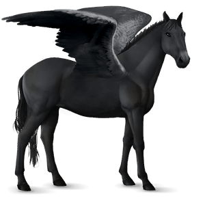 riding pegasus knabstrupper black snowflake 