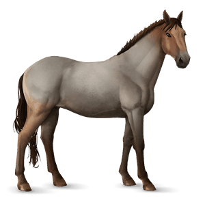 riding horse roan