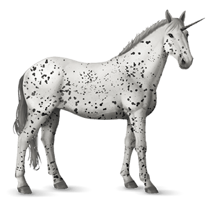 riding unicorn appaloosa black leopard 