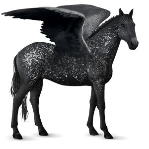 riding pegasus knabstrupper black blanket 
