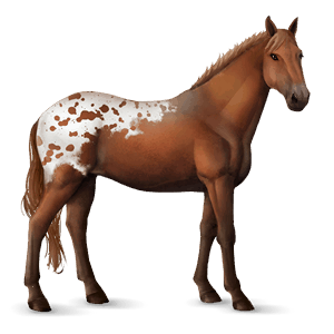 riding horse appaloosa chestnut spotted blanket 