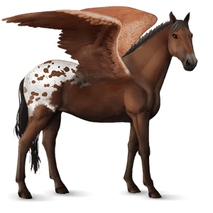 riding pegasus appaloosa chestnut spotted blanket 