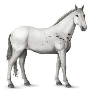 riding horse appaloosa bay spotted blanket 