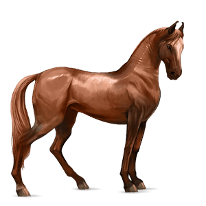 riding horse vanner black