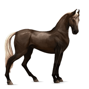 riding horse thoroughbred dark bay
