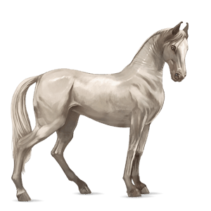 riding horse marwari cremello