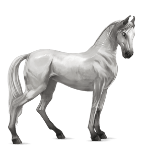 riding horse mangalarga marchador fleabitten gray