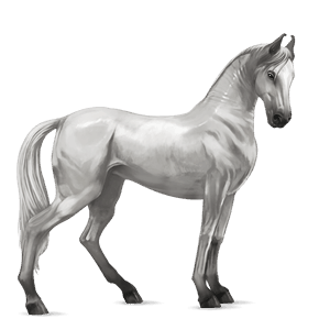 riding horse lipizzan light gray