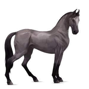 riding horse marwari dapple gray
