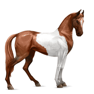 riding horse paint horse dark bay tobiano