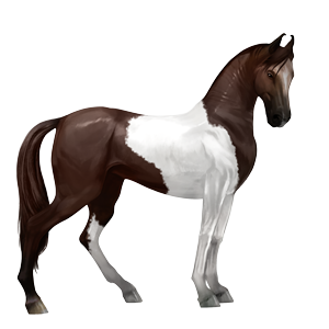 riding horse selle français liver chestnut