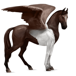 riding pegasus vanner bay tobiano
