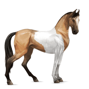 riding horse french trotter black