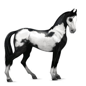 riding horse thoroughbred black