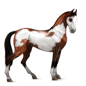 riding horse arabian horse dapple gray