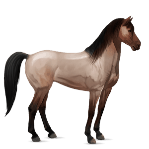 riding horse thoroughbred roan