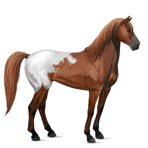 riding horse appaloosa chestnut blanket 
