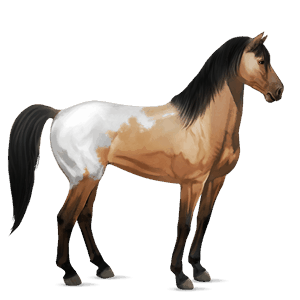 riding horse mustang dun blanket 