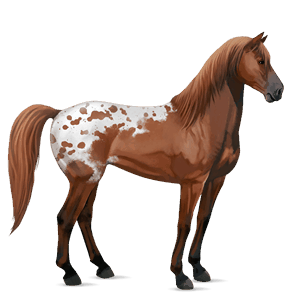 riding horse appaloosa chestnut spotted blanket 
