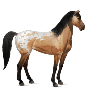 riding horse knabstrupper black leopard 