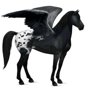 riding pegasus appaloosa black blanket 