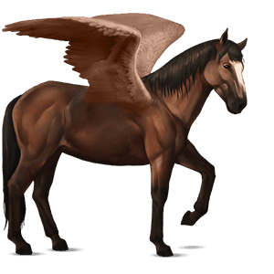 riding pegasus appaloosa few spots