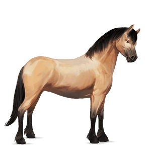 pony newfoundland pony chestnut