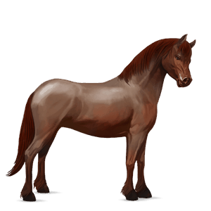 pony connemara flaxen chestnut 