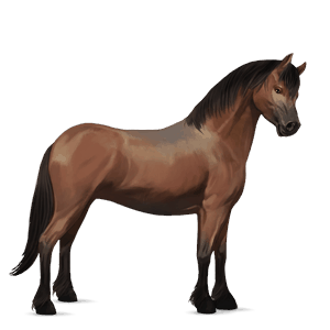 pony newfoundland pony dark bay