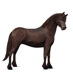 pony kerry bog chestnut
