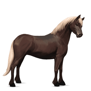 pony kerry bog chestnut