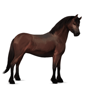 pony newfoundland pony dark bay