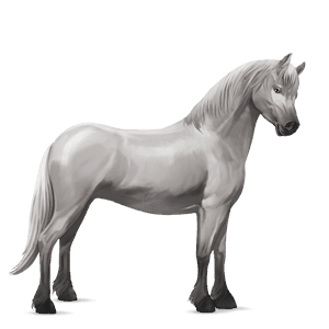 pony shetland light gray