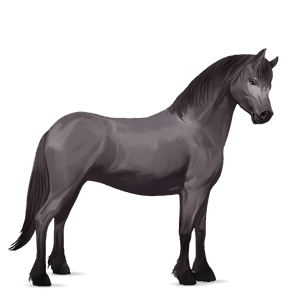 pony connemara mouse gray