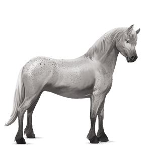 pony connemara dapple gray