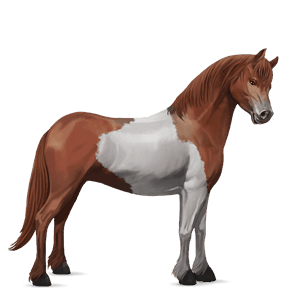 pony quarter pony chestnut tobiano