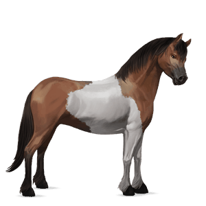pony welsh mouse gray