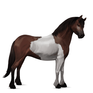 riding horse tennessee walker bay