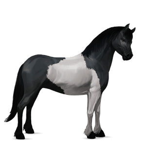 pony shetland black