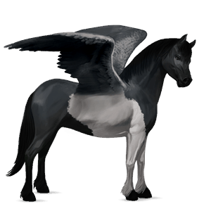 pegasus pony quarter pony black tobiano