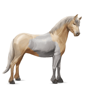 riding horse vanner palomino tobiano