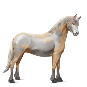 pony shetland palomino tobiano