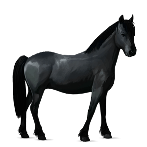 riding horse friesian black